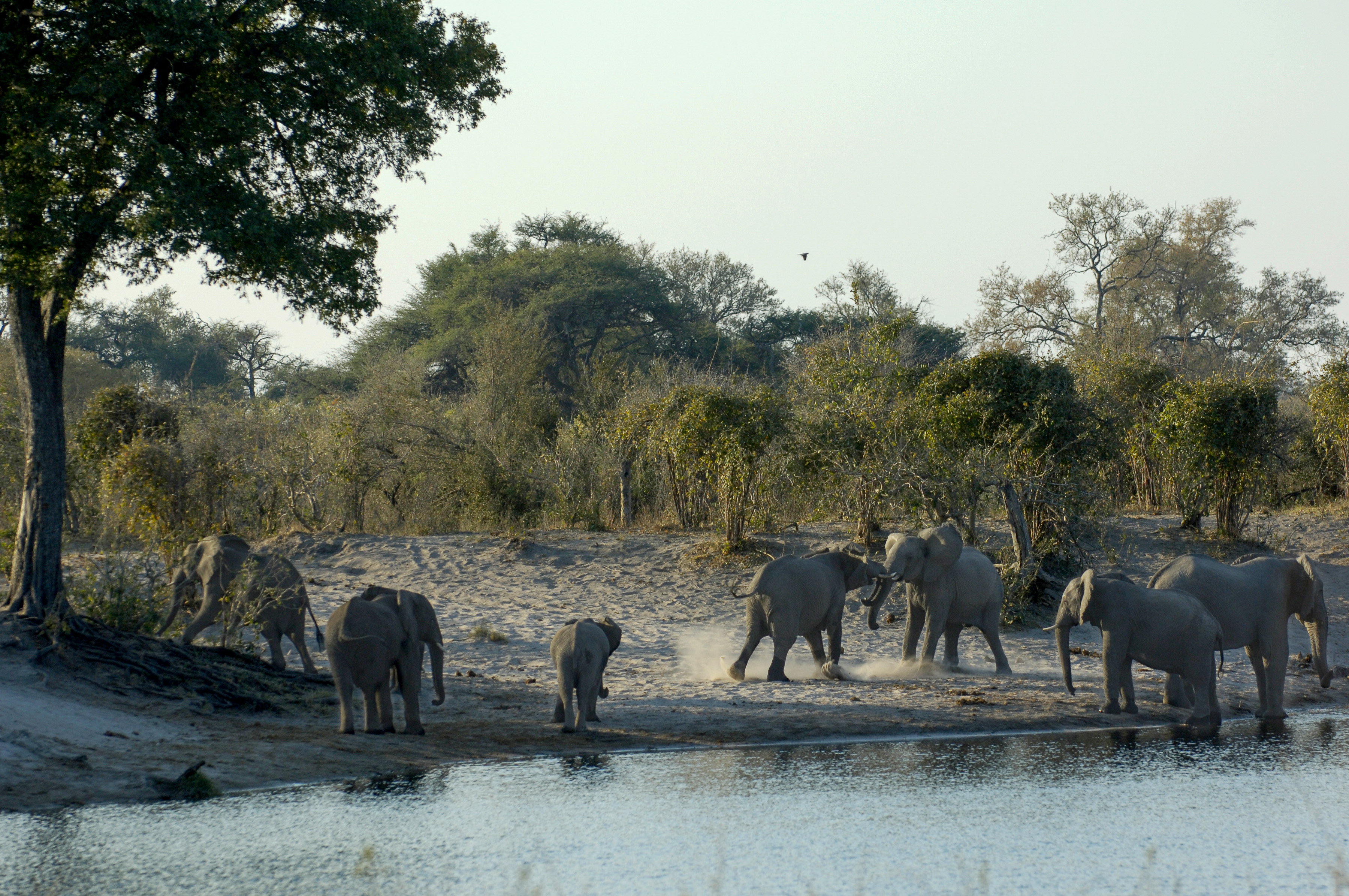 Elefanten im Mudumu N.P.  - Caprivi Strip